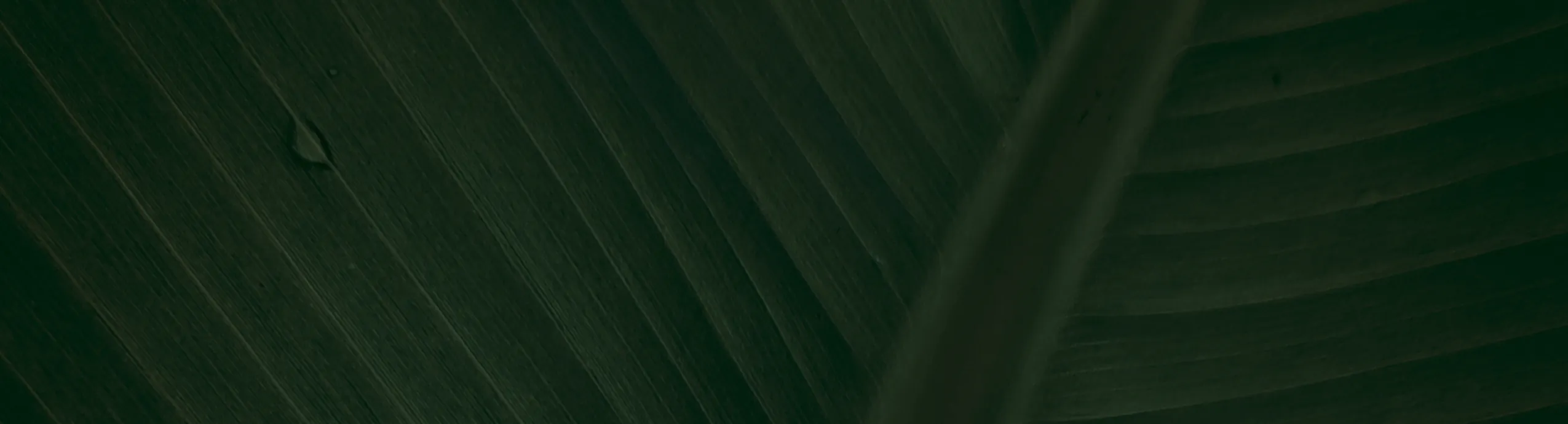 hero-image_optimized ALIAS